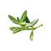 Fresh Thyme
